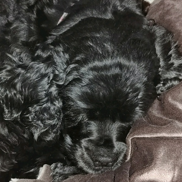 Meet your Posher, Pam - Picture 1 of 1